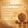 Kashi Siddh Nepal Origin 5 Mukhi Rudraksha - 17mm to 22mm