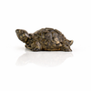 Vastu Pyrite Tortoise (Kachhua)