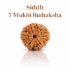 Kashi Siddh Nepal Origin 7 Mukhi Rudraksha - 17mm to 22mm