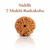 Kashi Siddh Nepal Origin 7 Mukhi Rudraksha - 17mm to 22mm