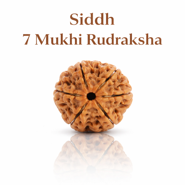 Kashi Siddh Nepal Origin 7 Mukhi Rudraksha - 17mm to 22mm