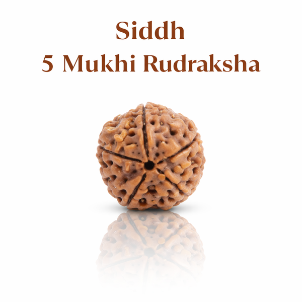 Kashi Siddh Nepal Origin 5 Mukhi Rudraksha - 17mm to 22mm